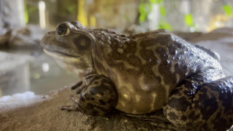 a huge brown frog in a closed habitat at the safari park waiting for food