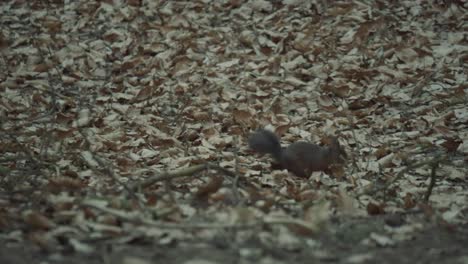 red squirrel moving in the woods collecting and burying nuts