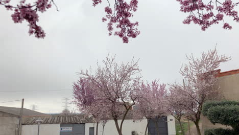 las flores de primavera las flores de primavera