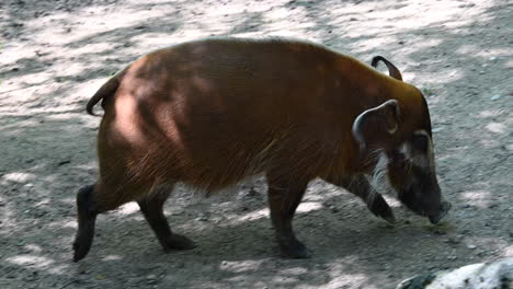 法國的動物園:一隻 facochere 走在沙灘上,看着地面,棕色毛皮