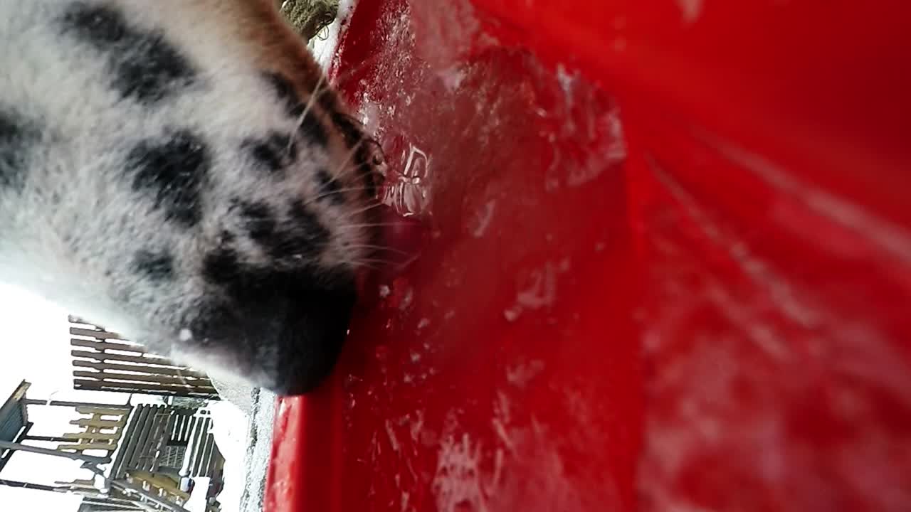 perro manchado laca agua congelada de un plato rojo en la nieve-1