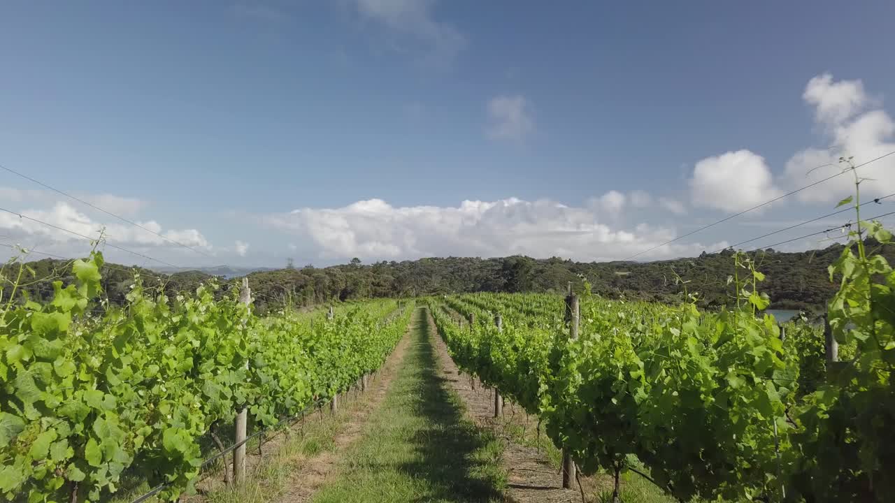 Cantina Nuova Zelanda. Attraversando le file di bellissime piante di uva verde in un campo agricolo di una cantina neozelandese - ampiamente ondulato