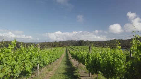 winery  new zealand

going through the rows of beautiful green grape plants in a farm field of a new zealand winery - wide rolling
