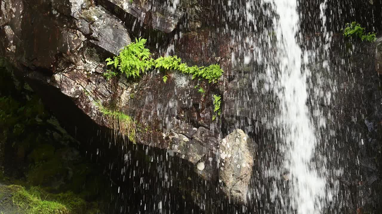 White throated dipper enters its hidden nest beside a rocky waterfall in Norway. Nest is tucked under green foliage near flowing water. Captured at natural speed