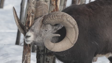 portrait of a bighorn dall sheep in yukon nature park in canada