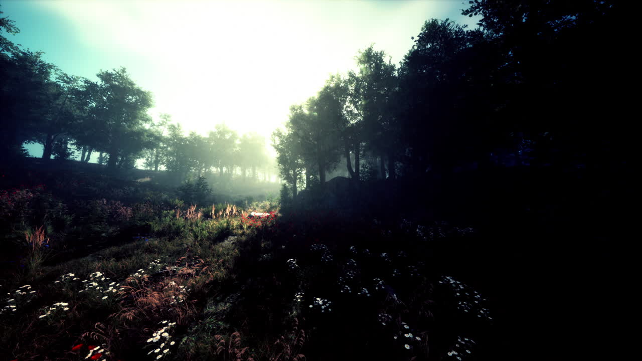 camino del bosque iluminado por el sol