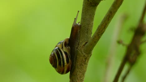 Foto-Macro-De-Un-Caracol-Subiendo-Lentamente-Por-Una-Rama-De-Un-Cepillo-En-Medio-Del-Bosque-Con-Bocha-Verde-En-El-Fondo