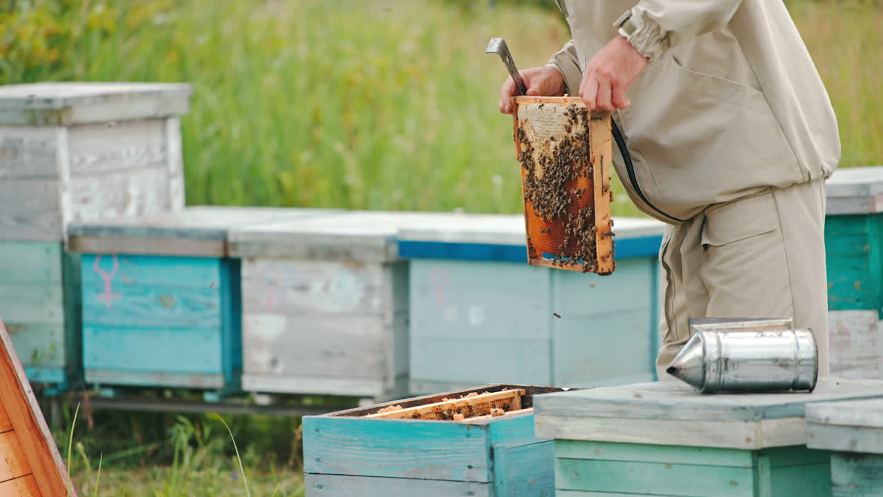 Male apiarist puts the frame into the hive after checking it thoroughly. Farmer check up at wooden apiary. Green nature in blur backdrop.