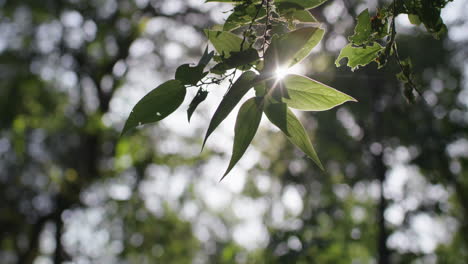 Beautiful-leaves-in-forest-at-sunset