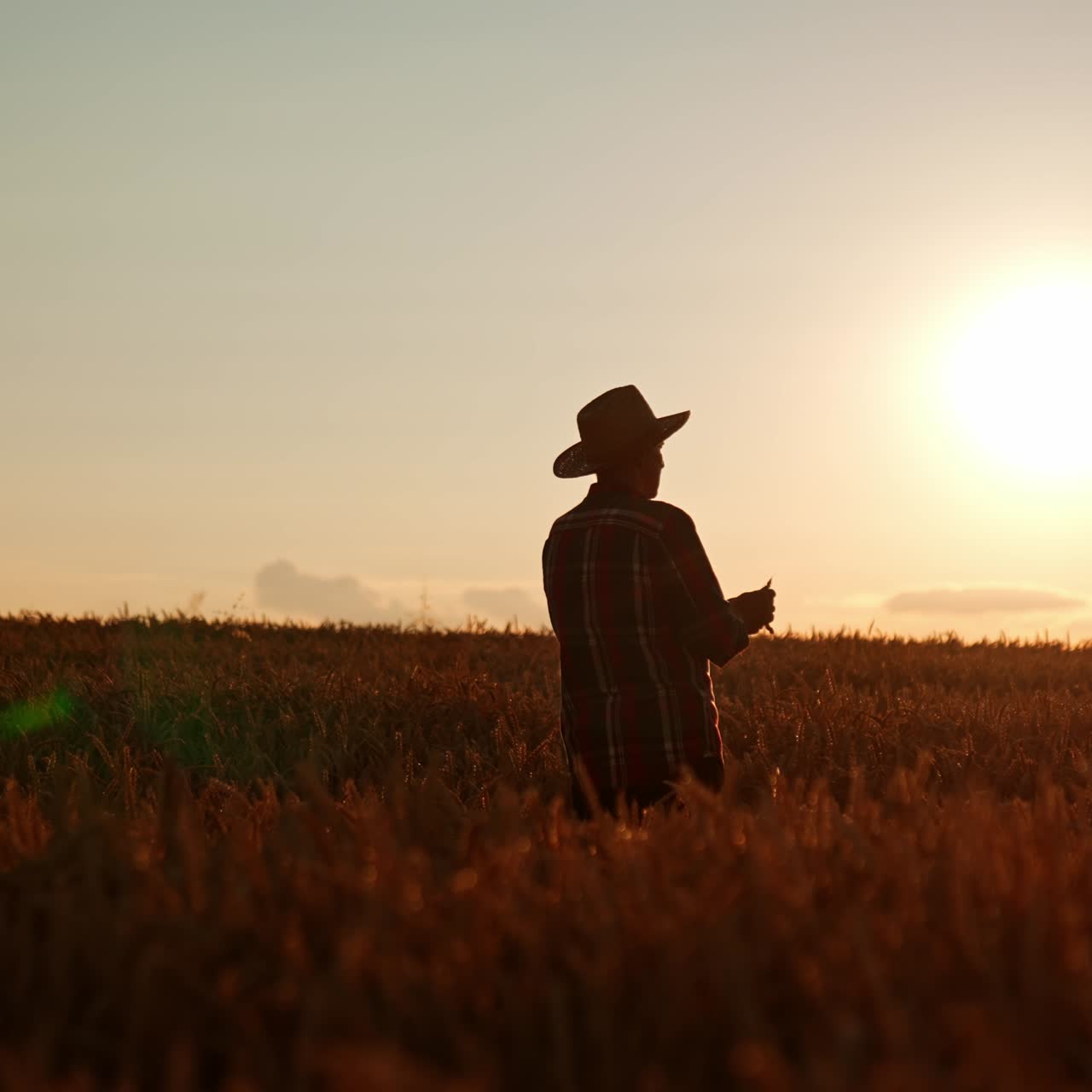 Man in hat stands in the wheat field at sunset. Farmer takes some ears of corn and rubs them to get grains