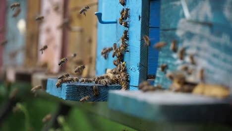 Arbeitende-Bienen-Rund-Um-Den-Bienenstock