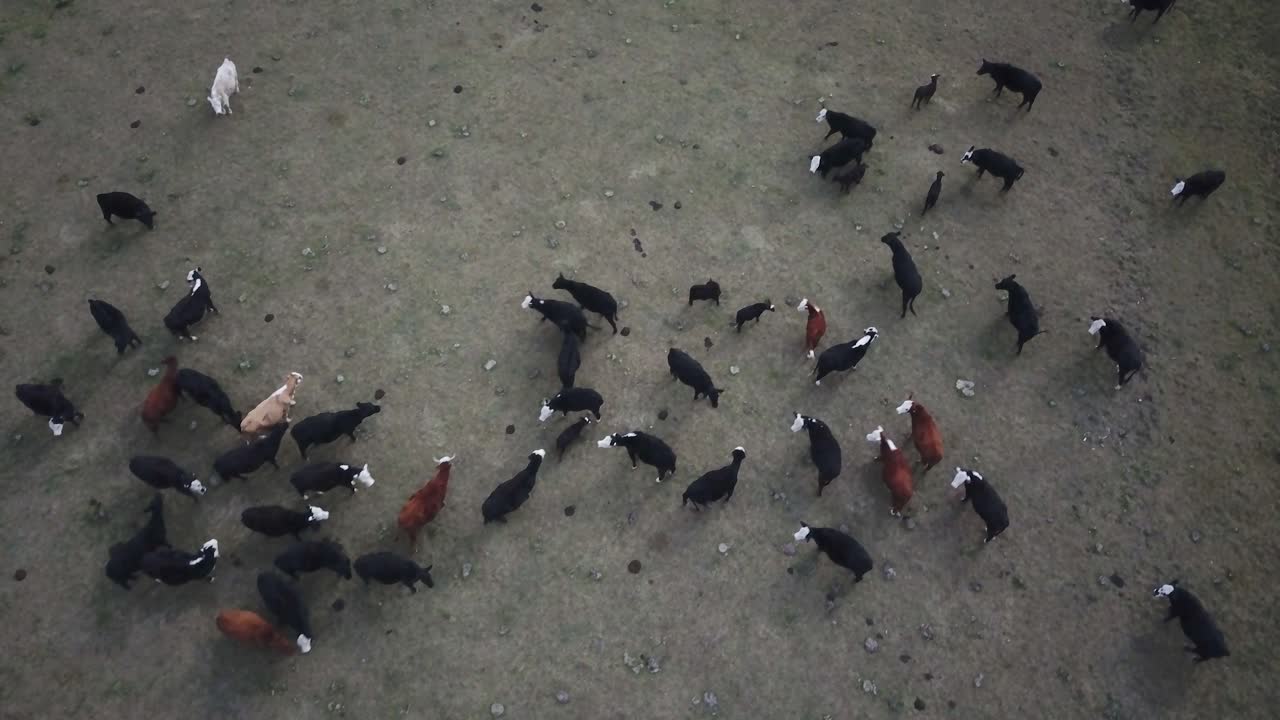 Aerial View of Cattle Herd Grazing in Field