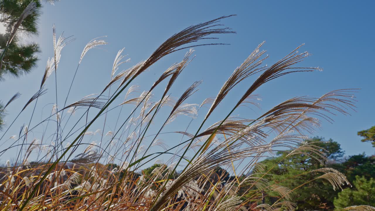 A dynamic view of Japanese silver grass (susuki) plumes leaning and flowing together in a strong breeze against a deep blue sky and bright sunlight