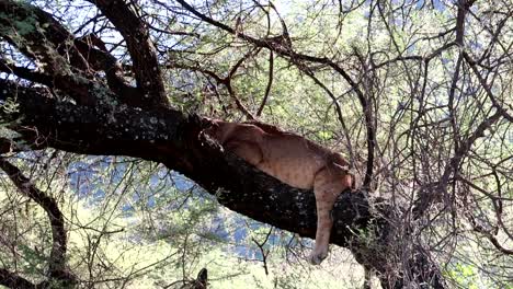 close up shot of tired sleepy lioness on a tree branch with open mouth