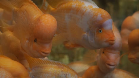 close-up of a school of orange fish in an aquarium