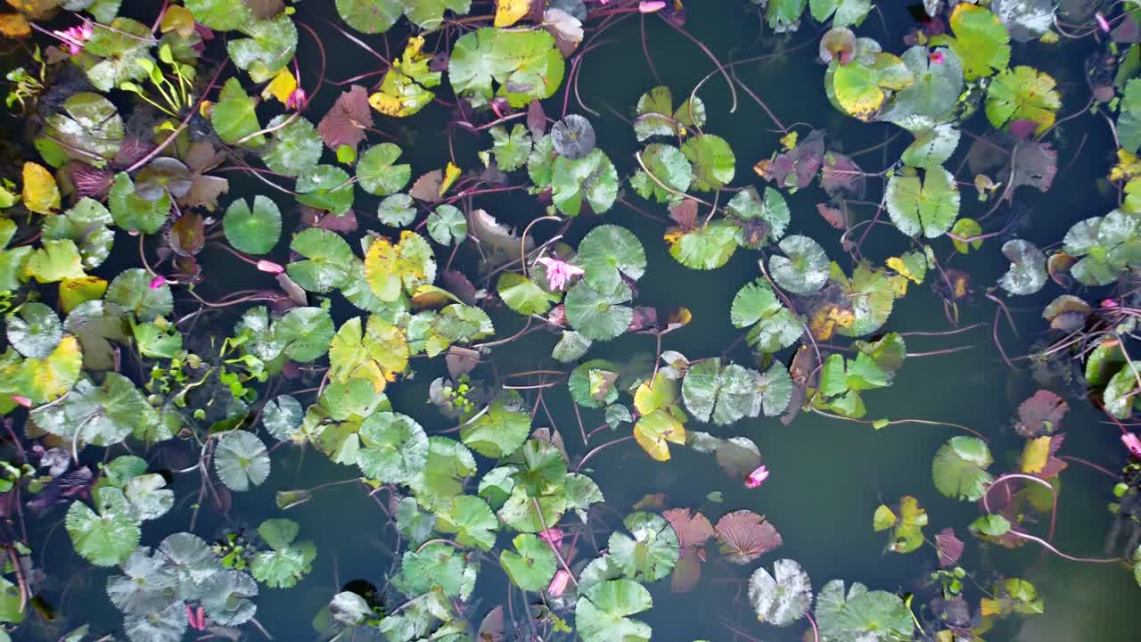 Wild water lilies bloom in freshwater pond, Water lily landscape, West Bengal region, Aerial view
