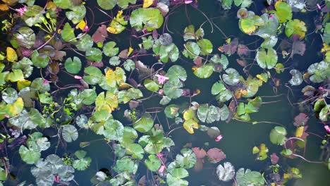 wild water lilies bloom in freshwater pond, water lily landscape, west bengal region, aerial view