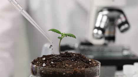 plant research in laboratory