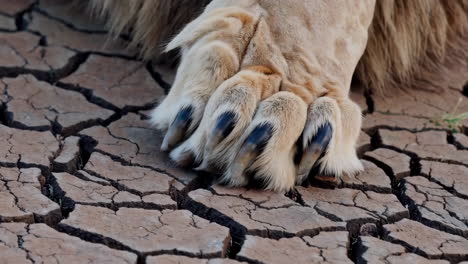 lion paw on dry ground