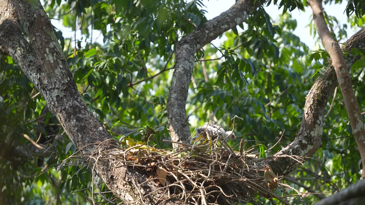 둥지 에 서 있는 어린 변동적 인 독수리