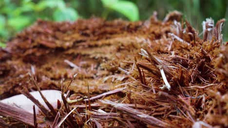 a detailed close-up highlights the rough splintered texture of a broken tree trunk, with fibrous strands jutting outward, emphasizing raw forest decay and natural patterns
