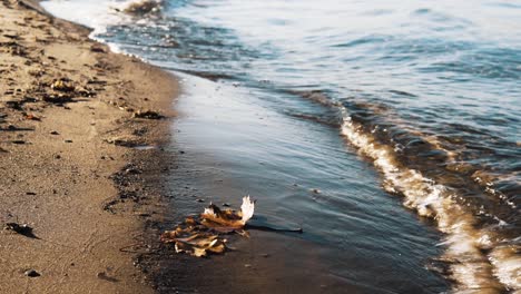 Slow-panning-shot-of-three-orange-maple-leaves-moving-with-small-waves-hitting-a-sandy-beach