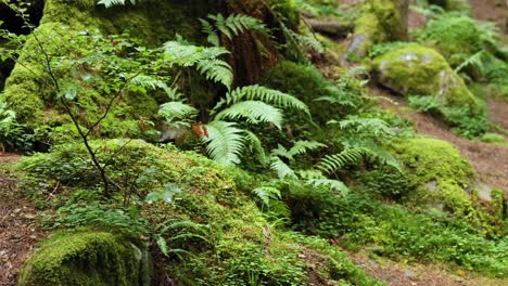 greenery and ferns in a serene forest