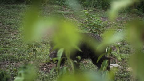 Wildschwein,-Das-Um-Pulau-Ubin-In-Singapur-Herumstreift---Weitwinkelaufnahme