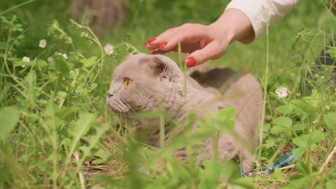 Soothing Strokes On Tranquil Cat, Peaceful Bonding Between Human And Cat Resting Amidst Blooming Flowers, Serene Interaction Where Gentle Touch Connects Person And Lazy Cat Surrounded By Nature