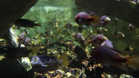 Pequeños-Peces-En-Un-Tanque-De-Agua-En-El-Acuario-Sea-Life-Minnesota-Moa