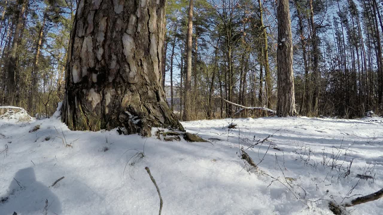천천히 는 개 브로크 웨일스 코르기 아름다운 겨울 숲에서 산책