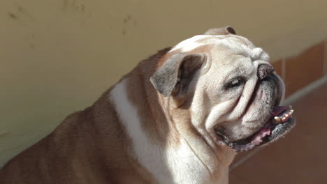 an old panting bulldog