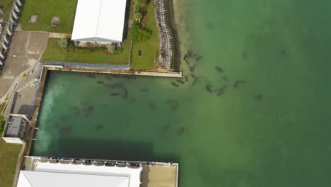 los manatíes se reúnen cerca de las cálidas aguas de una represa eléctrica en florida mientras la multitud observa
