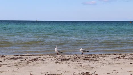 waves lap the beach with two seagulls, busselton western australia