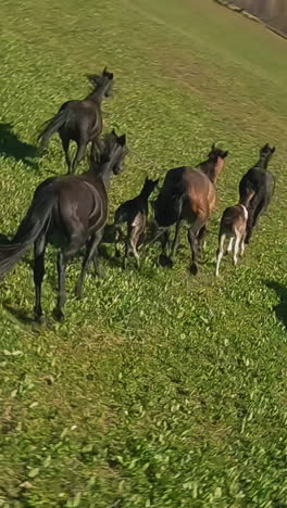 herd of black horses with foals runs along green lush meadow on hill on sunny morning aerial view. mustang equine animals free roam on pasture slow motion