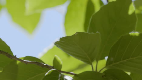 close up of vibrant green leaves backlit by sun light