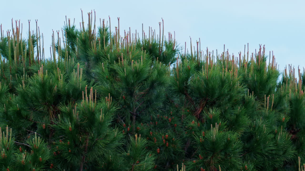 View of pine tees moving in the wind while raining