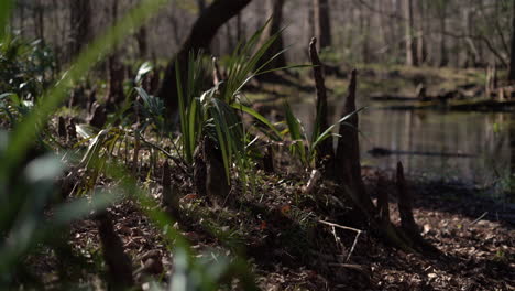 Grass-and-other-plants-along-with-air-roots-from-cypress-trees-cover-the-ground-of-a-fertile,-swampy-forest---low-angle-panning