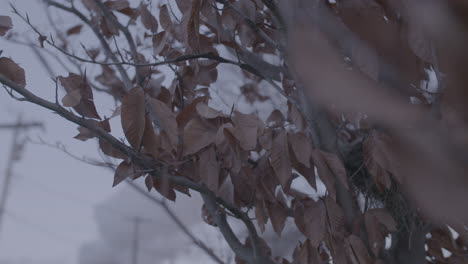 dead leaves on a fall tree