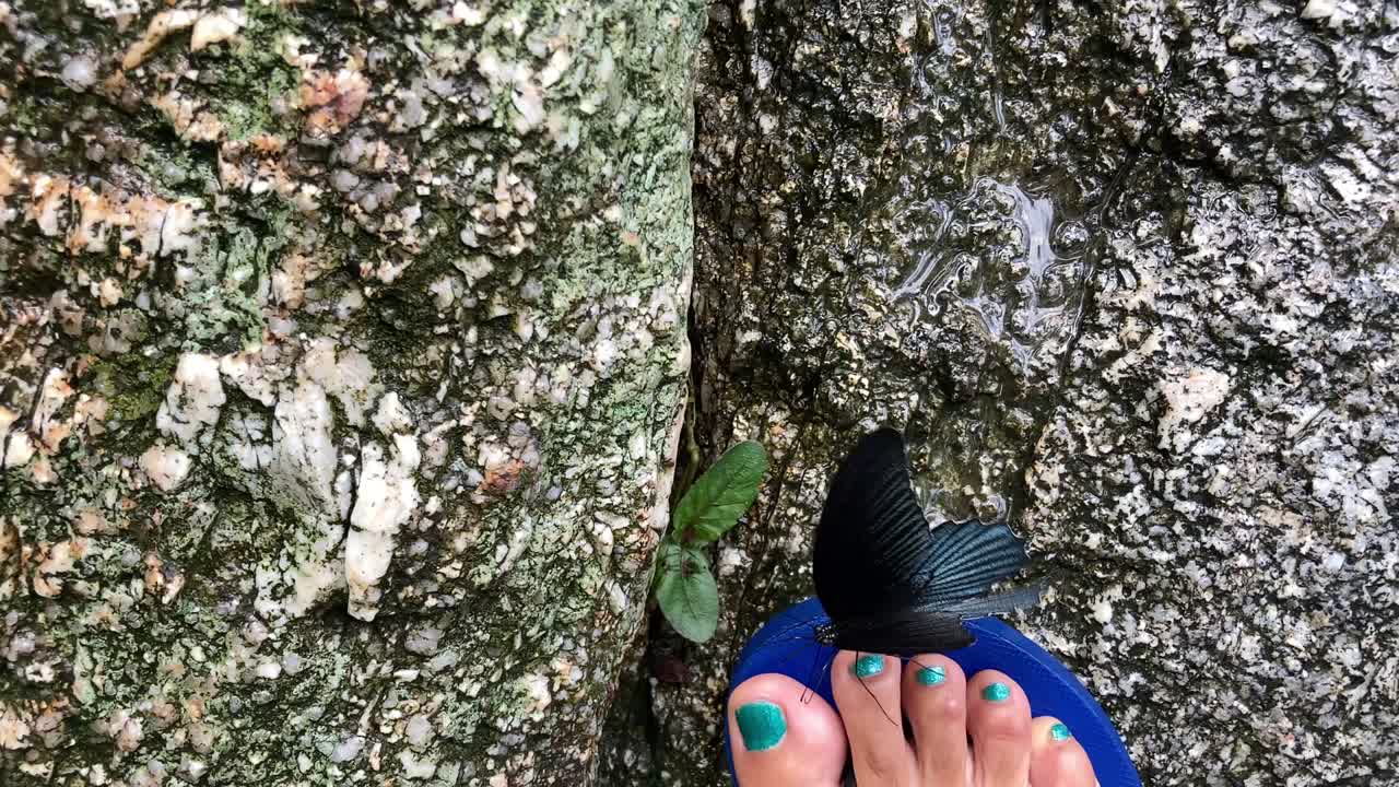 A leg on a rock wearing slipper, walking in rocky steam or jungle in summer sunny day. butterfly landing on theleg, ecotourism in tropical forest waterfall, health lifestyle in nature of young people.