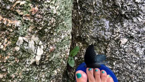 a leg on a rock wearing slipper, walking in rocky steam or jungle in summer sunny day. butterfly landing on theleg, ecotourism in tropical forest waterfall, health lifestyle in nature of young people.