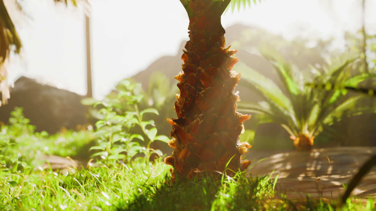 primer plano de un tronco de palmera en una selva tropical