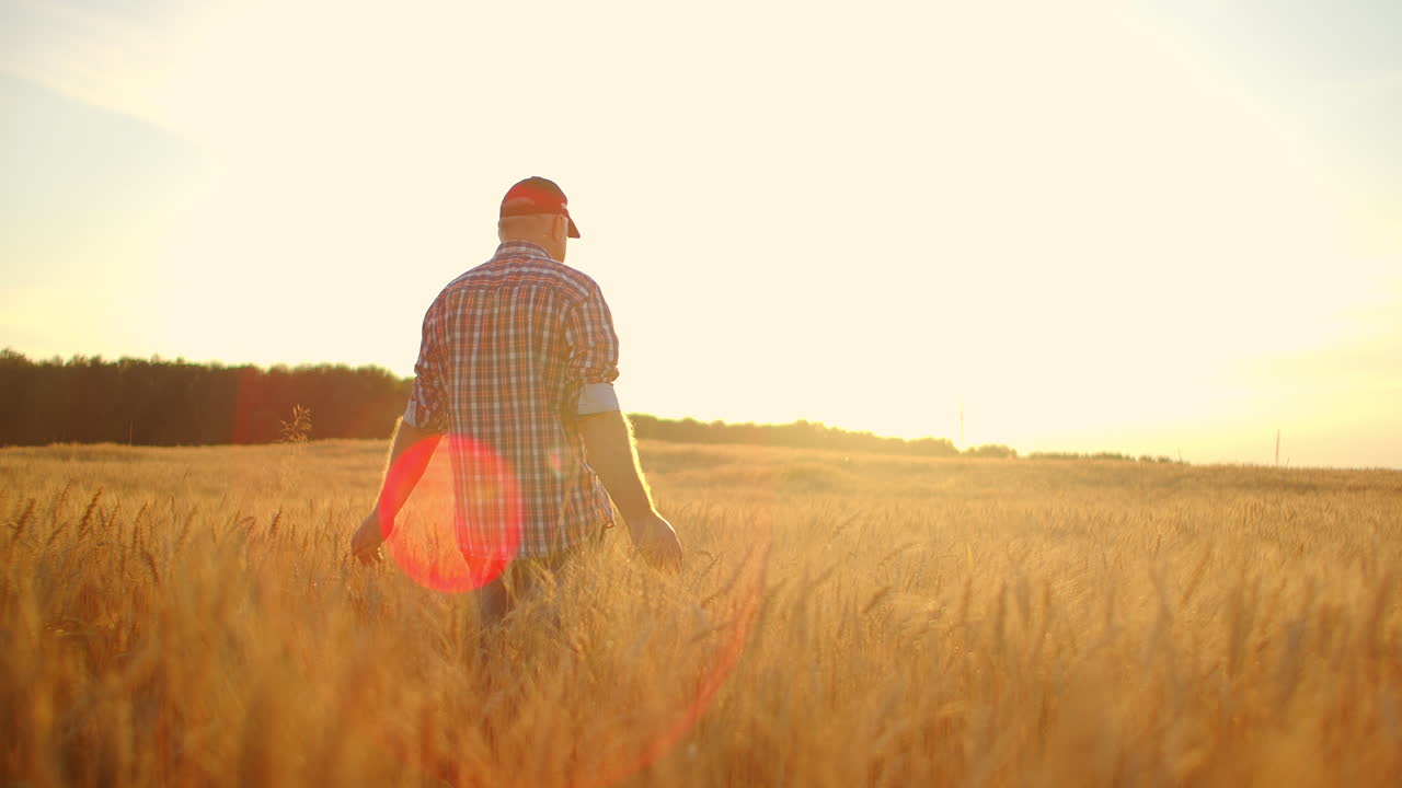 hombre agrónomo agricultor en un campo de trigo dorado al atardecer. hombre mira las orejas del trigo vista de atrás. la mano del agricultor toca la orejilla del trigo al atardecer. el agricultor inspecciona un campo de trigo maduro.