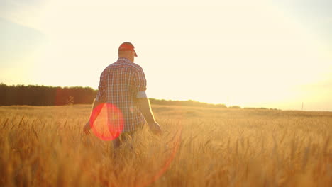 man agronomist farmer in golden wheat field at sunset. male looks at the ears of wheat rear view. farmers hand touches the ear of wheat at sunset. the agriculturist inspects a field of ripe wheat.