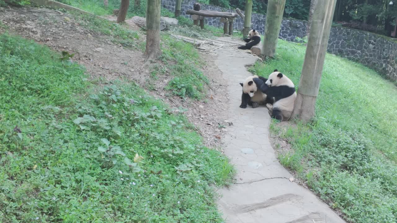 Panda velká leží, dovádí a hraje si na hliněné cestě, s další pandou v pozadí, ve výběhu v zajetí.