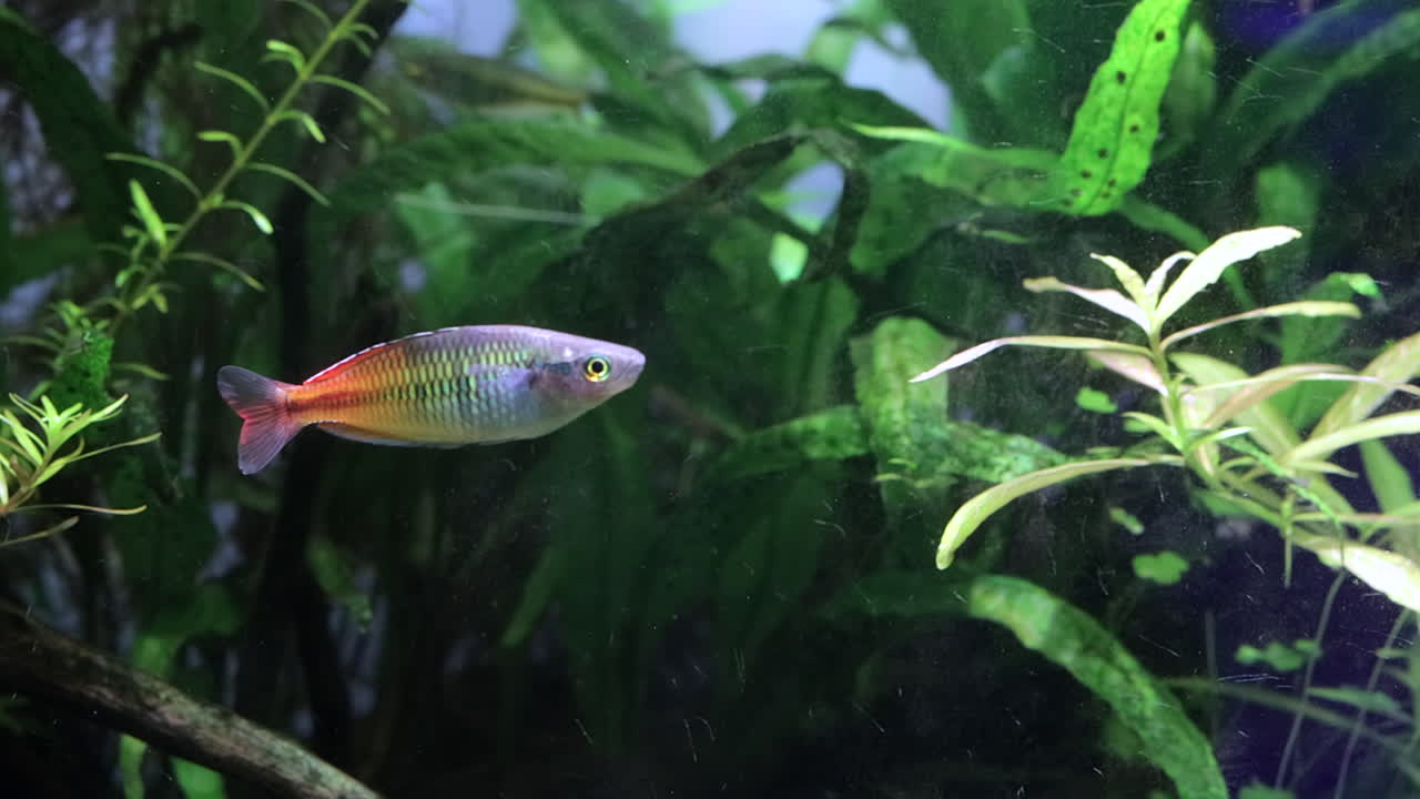 Aquarium exhibit featuring colorful Boesemani Rainbowfish, simulating habitat with variety of aquatic plants, close up