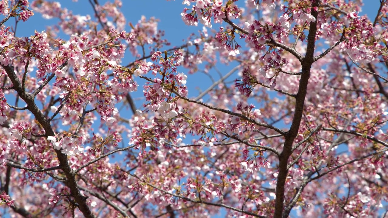 Primo piano di fiori di sakura rosa sui rami degli alberi contro un cielo azzurro limpido a Tokyo.