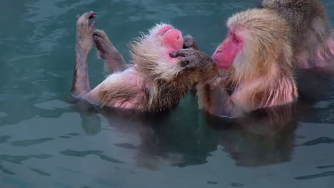 monkey onsen, video took in hakodate - feb 2019 close up of 2 monkeys having a good time in the hot spring cleaning, scratching, quality time