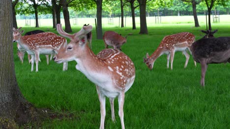 Deer-scratching-its-hind-leg-on-a-sunny-afternoon-in-Phoenix-Park,-popular-tourist-attraction-in-Dublin