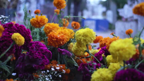 close up of yellow, purple and orange cempasuchil flowers with a cemetery in the background during the day of the dead celebration in mexico